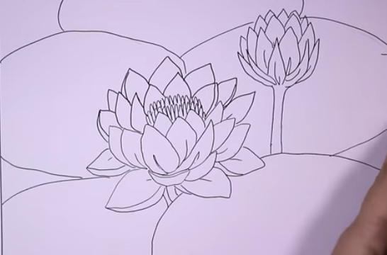 Sketsa Gambar Bunga Teratai Yang Mudah Digambar