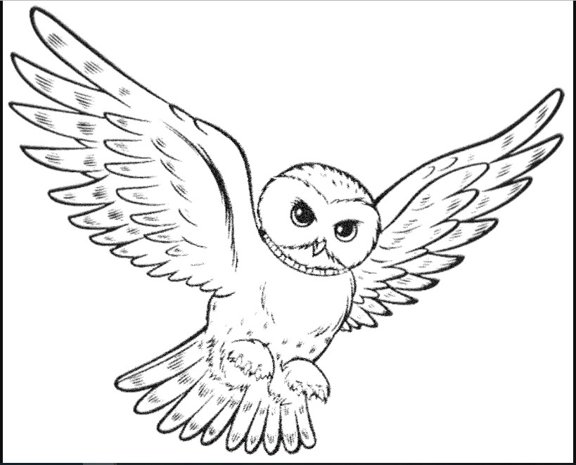 8400 Sketsa Gambar Burung Owl HD Terbaru