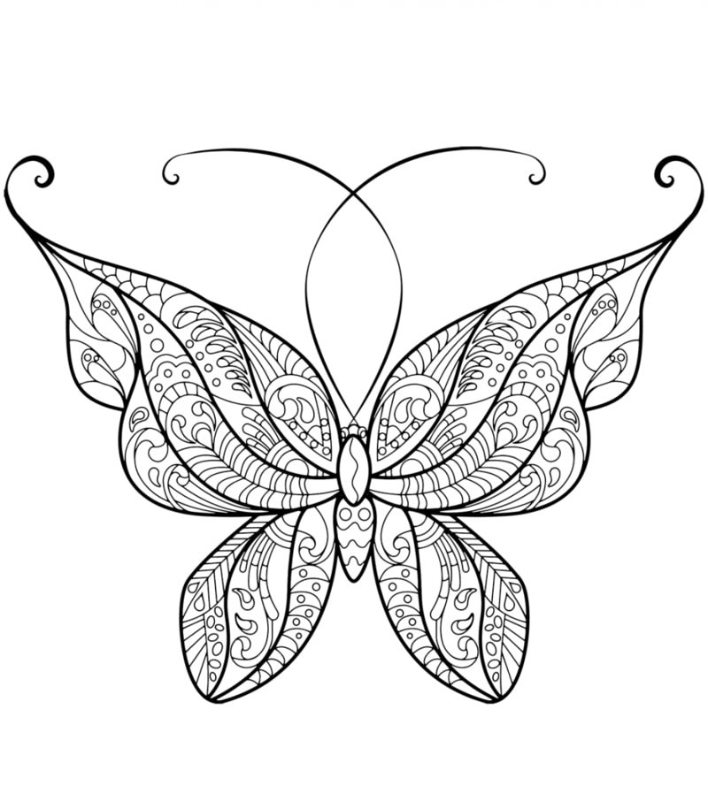 73 Gambar Sketsa Binatang Kupu-kupu Terbaru