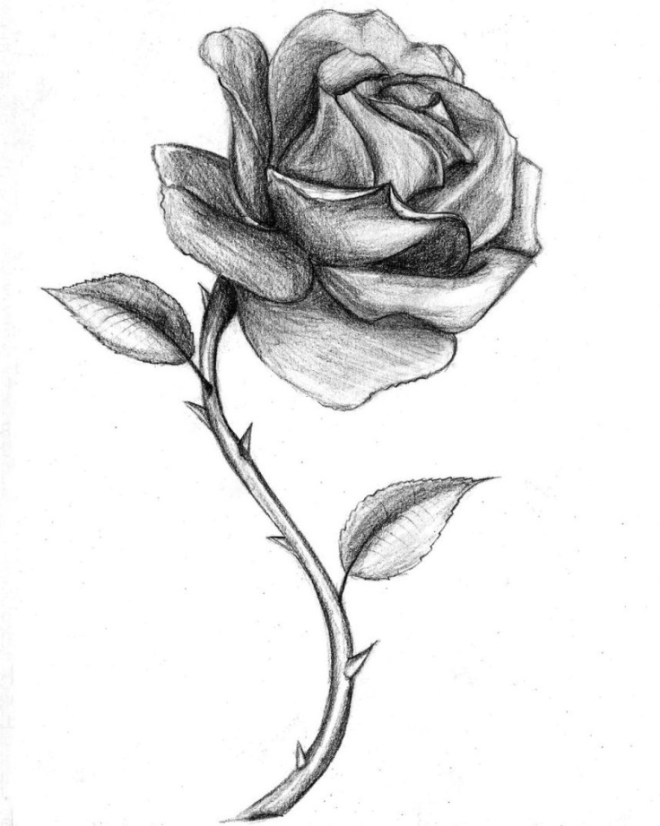 Sketsa Gambar Bunga Mawar Yang Mudah - Contoh Sketsa Gambar