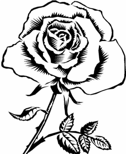 Gambar Bunga Mawar Yang Mudah Digambar Bagikan Contoh