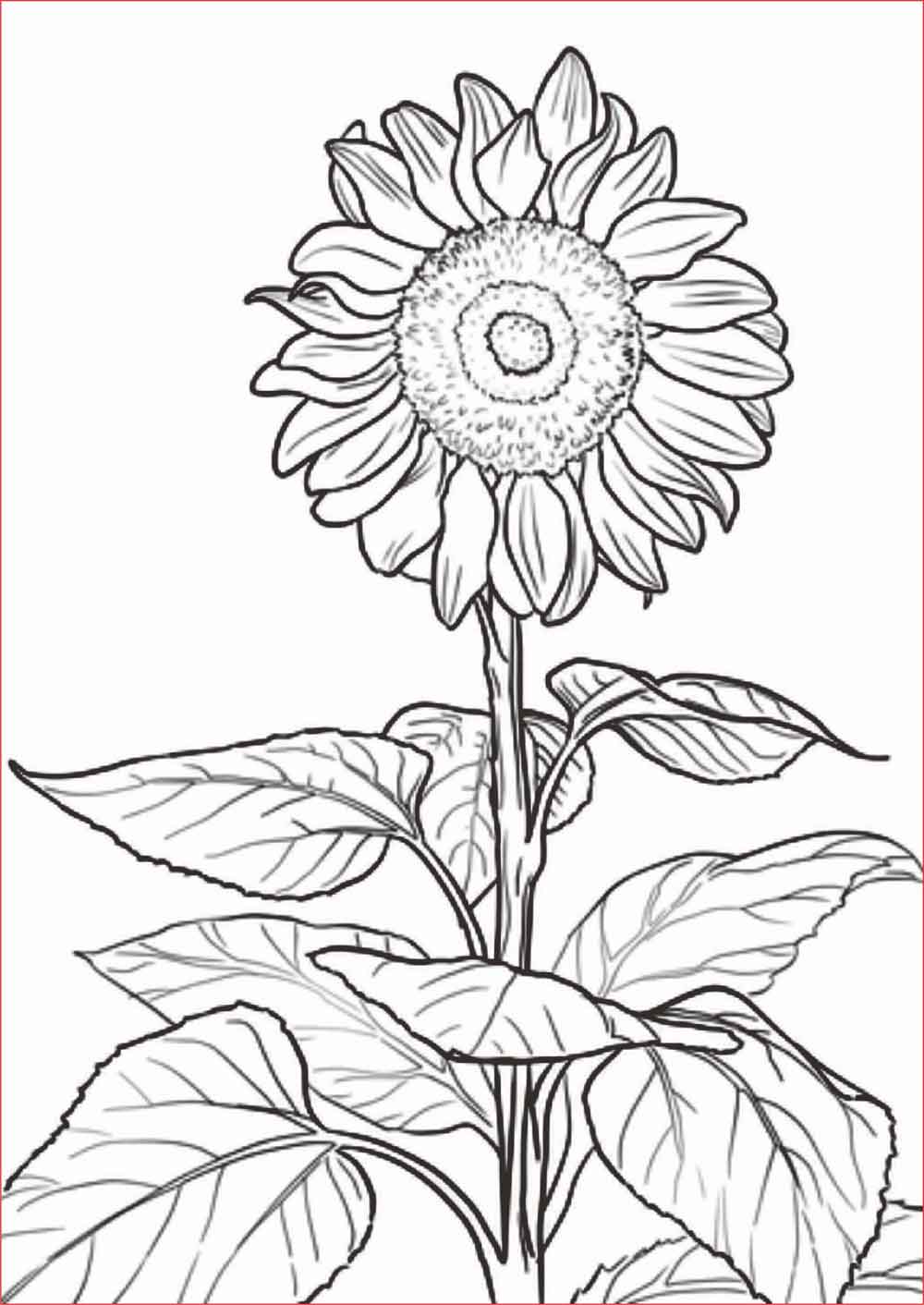 Gambar Bunga Yang Mudah Di Gambar - Bunga Sketsa Matahari Mawar Anak ...