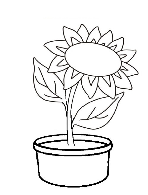 Sketsa Bunga Matahari Berwarna