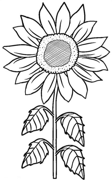 Sketsa Bunga Matahari 19