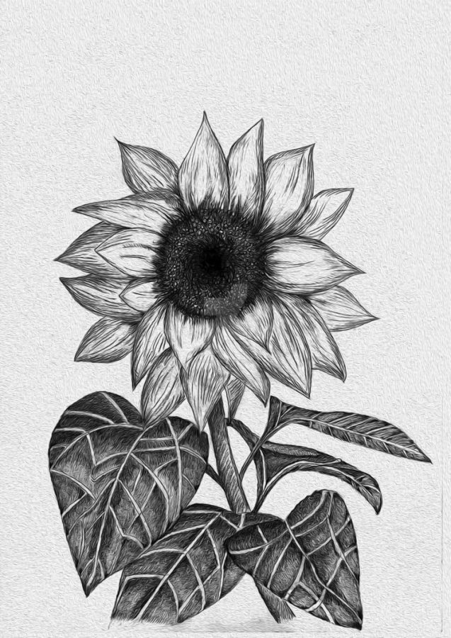 gambar sketsa bunga matahari dan warnanya - Radea