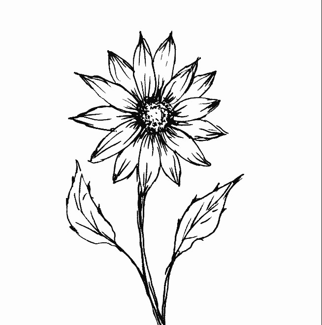 Sketsa Bunga Matahari 8