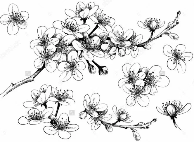 Sketsa Bunga Sakura – newstempo