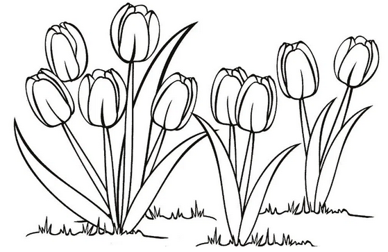 Gambar Bunga Tulip Kartun Hitam Putih
