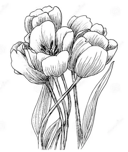 1000 Gambar Bunga Tulip Yang Mudah Digambar Infobaru